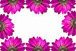 frame of pink flowers isolated on white background