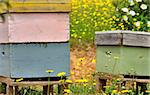 Colored bee-houses in a field of Portugal.