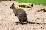 photo of a cute wild Kangaroo in the park