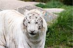 Photo of a rare wild white tiger