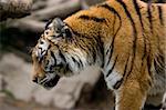 A closeup photo of a wild big tiger