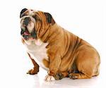 english bulldog with mouth open yawning with reflection on white background