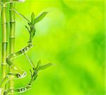 beautiful bamboo isolated on green background