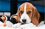 Small cute puppy with toys. Beagle breed