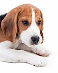 Cute beagle puppy. Small dog on white background