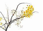 branch of blossom from the golden shower tree isolated with clipping path
