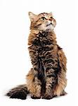 Tabby cat on the white background