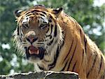 Portrait of a Bengal Tiger