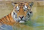 Portrait of a Bengal Tiger
