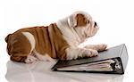 dog school - nine week old english bulldog puppy laying on binder filled with paper