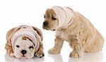 english bulldog american cocker spaniel puppy with head in bandage with reflection on white background