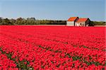 House and field of red tulips. Dutch flower industry. The Netherlands