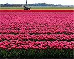 Field of coloful tulips. Dutch flower industry. The Netherlands