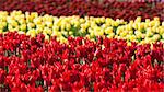 Flowerbed of tulips of different colors. Dutch flowers in the Keukenhof park