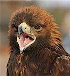 Portrait of a Golden Eagle