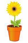 Yellow Daisy In Pot, Isolated On White