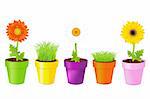 Colorful Pots With Daisies And Grass, Isolated On White