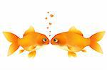 Two Goldfishes Kissing, Isolated On White