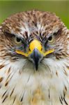 Portrait of Saker Falcon - vertical image