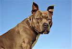 portrait of an American Staffordshire terrier "blue" on a blue sky