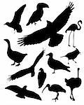 Set of 12 vector illustrated bird silhouettes