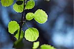 Fresh young leaves of green against the sky