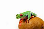 Green red-eyed tree frog