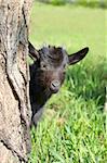 Funny black goatling looking out of the tree stem