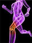 3d rendered illustration of a running female skeleton with highlighted knee joint