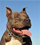 portrait of an American Staffordshire terrier "blue", focus on the eyes