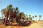 D`Oum Laalag Oasis in Sahara Desert, Morocco, Africa