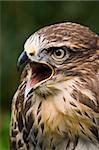 Portrait of screaming buzzard with green background