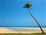 Palm on a tropical beach