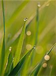 Green grass in a dew