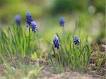 Macro shot of Muscari flowers with soft focus