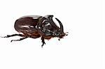 Rhinoceros beetle on a white background