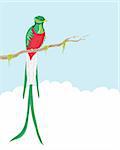 a hand drawn illustration of a beautiful exotic quetzal sitting on a moss covered branch against a blue sky