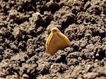 pumpkin seed in the ground