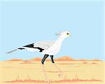 a hand drawn illustration of a secretary bird sagittarius serpentarius walking in a hot landscape in africa under a blue sky