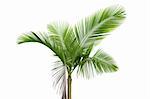 Green palm tree on white background