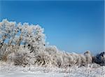 wild winter scenery with hoarfrost covered trees and bushes