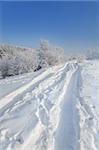 winter road, trees and bushes