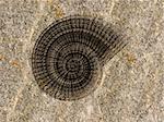 Illustration of the fossilized imprint on an ammonite