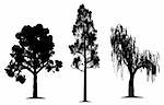 Oak, forest pine and weeping willow tree silhouette on isolated white background. EPS file available.