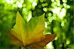 A green and red leaf