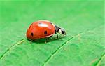 red ladybug on green grass isolated