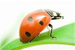 red ladybug on green grass isolated on white