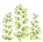illustration drawing of green leaves with red fruit