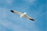 sea gull flying high with wings spread against blue cloudy sky in background
