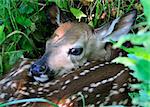 A newborn whitetail deer fawn curled up and hiding in the tall grass.